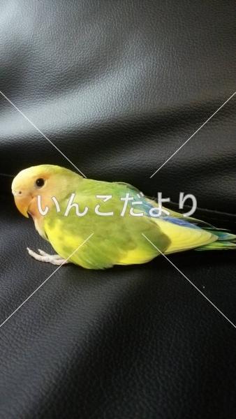 迷い鳥の写真