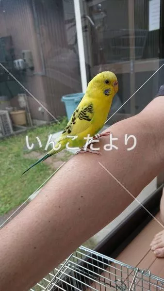 保護鳥の写真