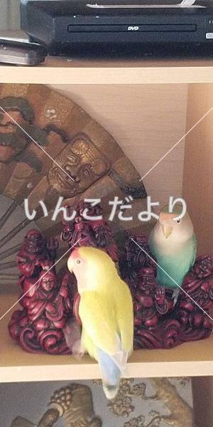 迷い鳥の写真