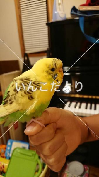 迷い鳥の写真