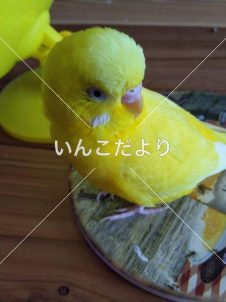 迷い鳥の写真