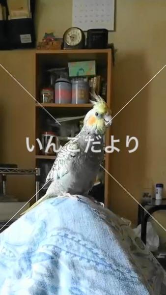 迷い鳥の写真
