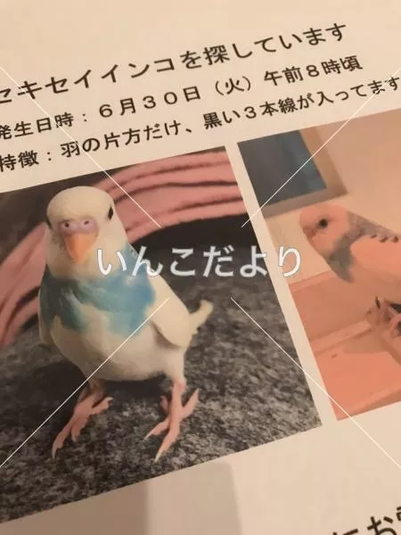 迷い鳥の写真
