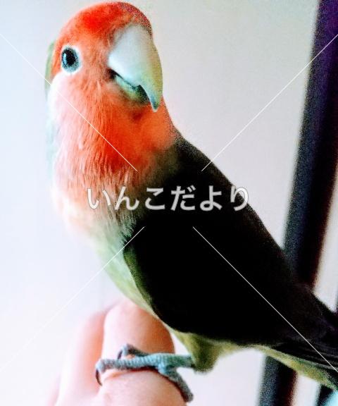 保護鳥の写真