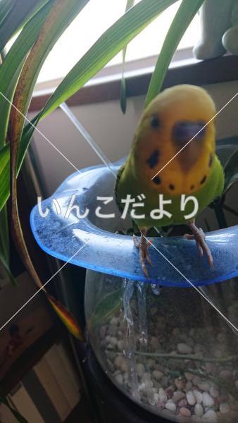 迷い鳥の写真