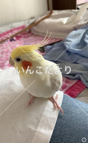 迷い鳥の写真