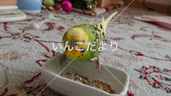 迷い鳥の写真