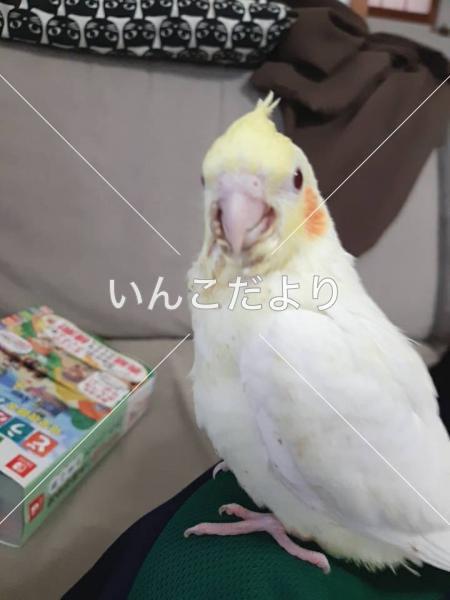 迷い鳥の写真