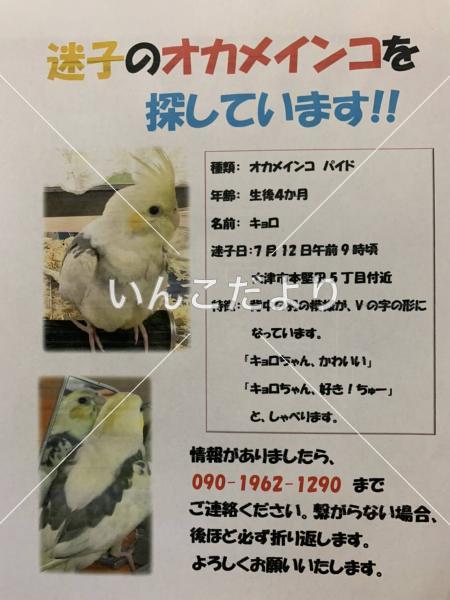 迷い鳥の写真