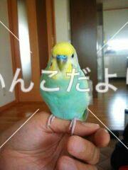迷い鳥の写真