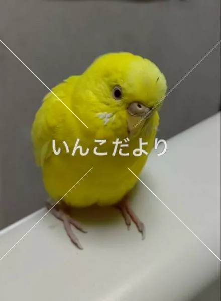 保護鳥の写真