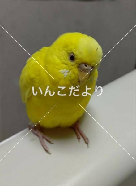 保護鳥の写真