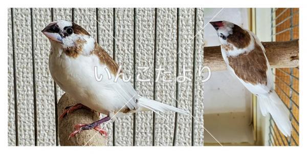 保護鳥の写真