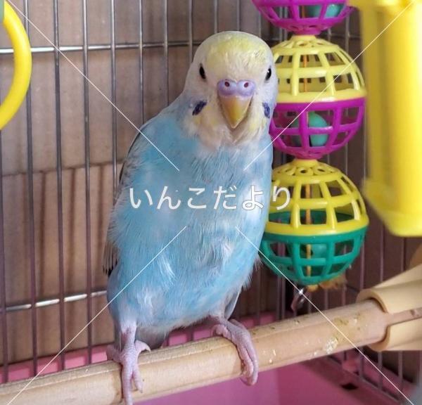 迷い鳥の写真