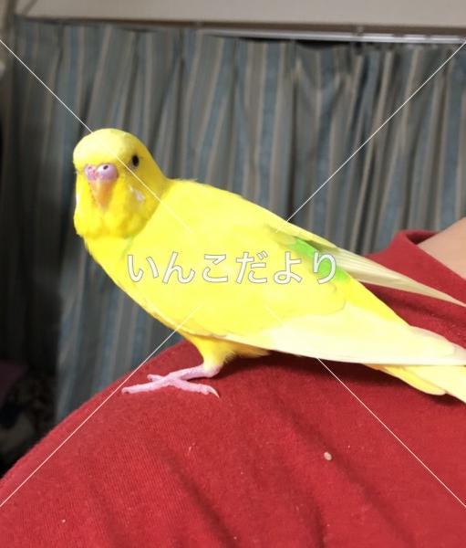 保護鳥の写真