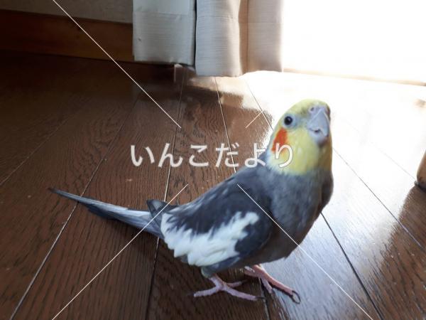 迷い鳥の写真