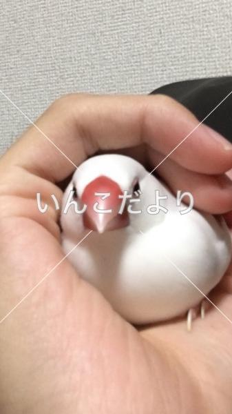 迷い鳥の写真