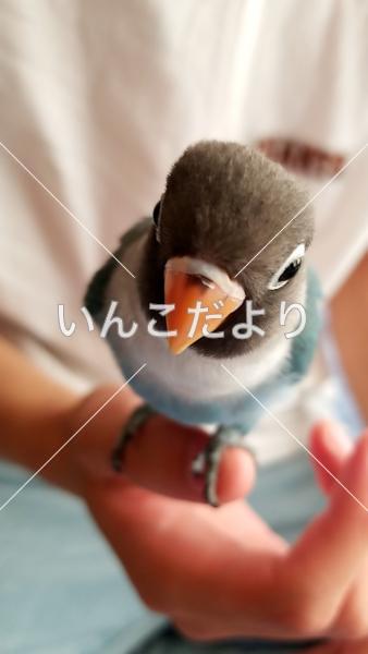 迷い鳥の写真