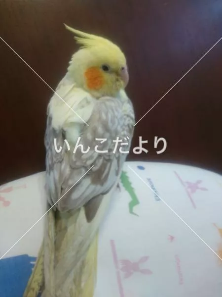 保護鳥の写真