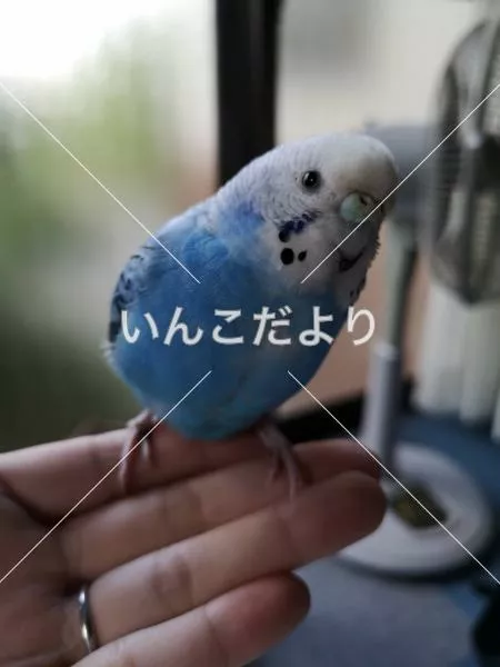 保護鳥の写真