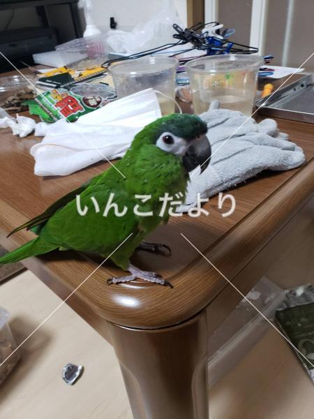 迷い鳥の写真