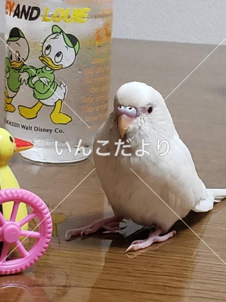 迷い鳥の写真