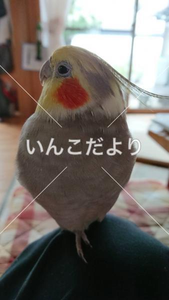 迷い鳥の写真