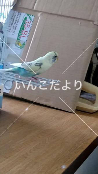 迷い鳥の写真