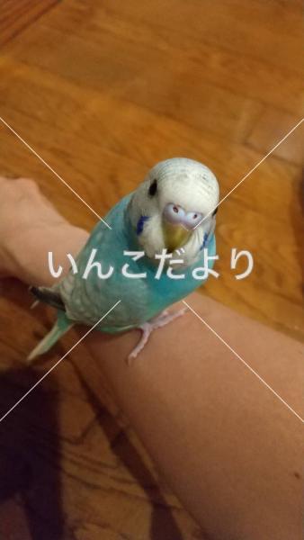 迷い鳥の写真