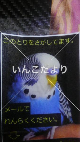 迷い鳥の写真