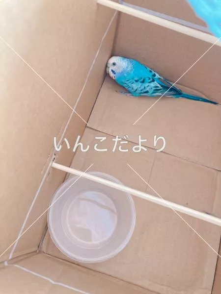 保護鳥の写真