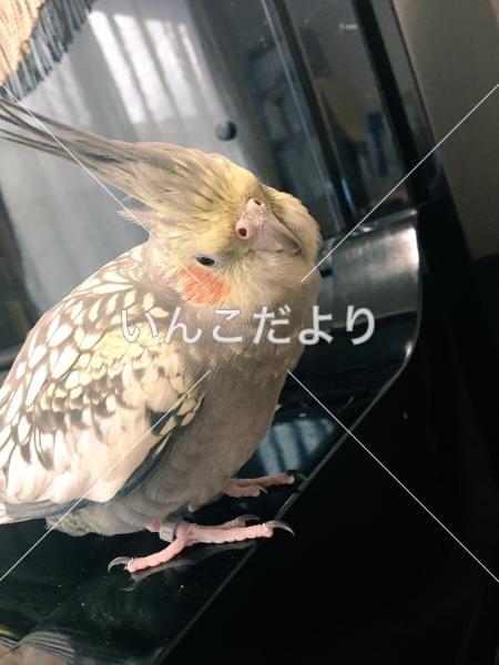 迷い鳥の写真