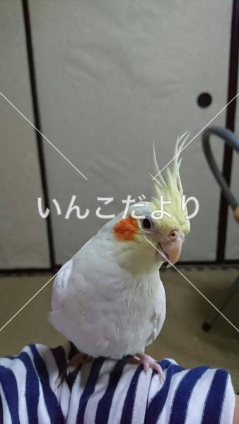 迷い鳥の写真