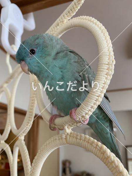 迷い鳥の写真