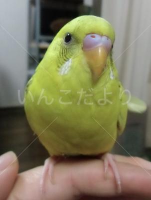 迷い鳥の写真