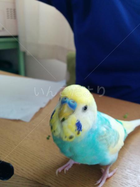 迷い鳥の写真