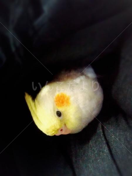 迷い鳥の写真