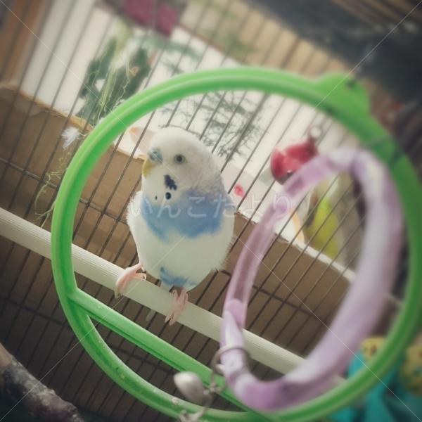 迷い鳥の写真