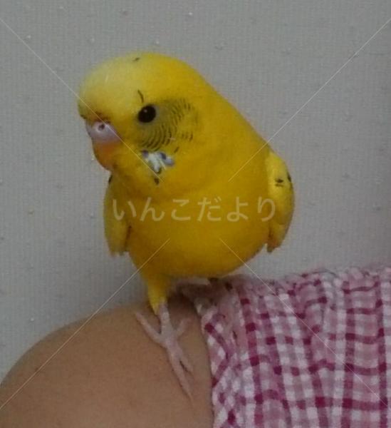 迷い鳥の写真