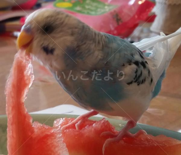 迷い鳥の写真