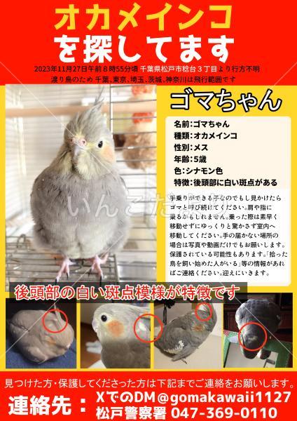 迷い鳥の写真