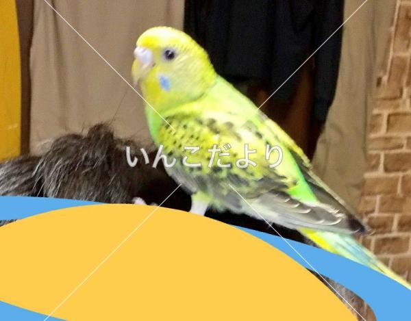 迷い鳥の写真