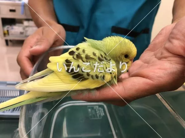 保護鳥の写真