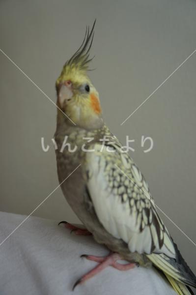 迷い鳥の写真