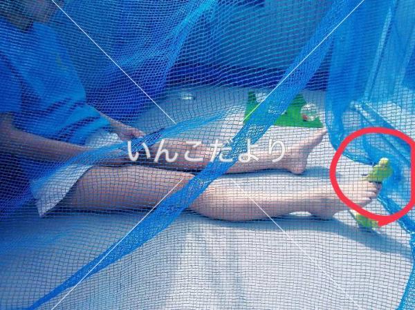 迷い鳥の写真