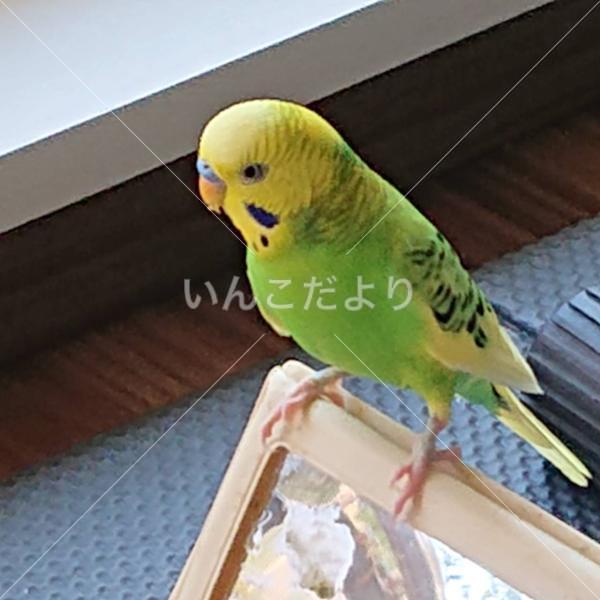 迷い鳥の写真