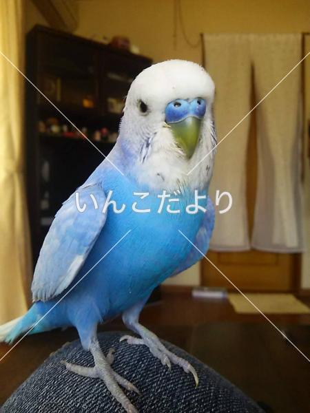 迷い鳥の写真