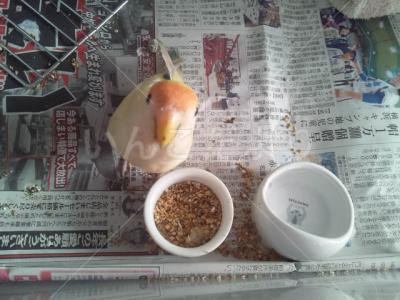 保護鳥の写真
