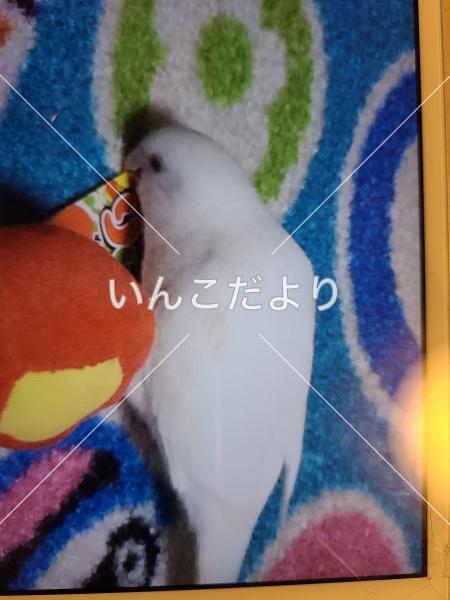 迷い鳥の写真