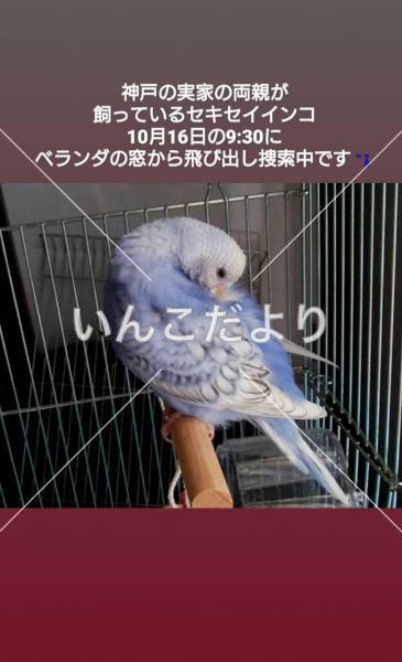 迷い鳥の写真